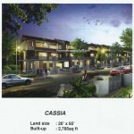 cassia cassia